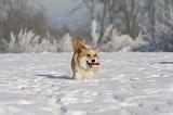 CORGI PEMBROKE 949